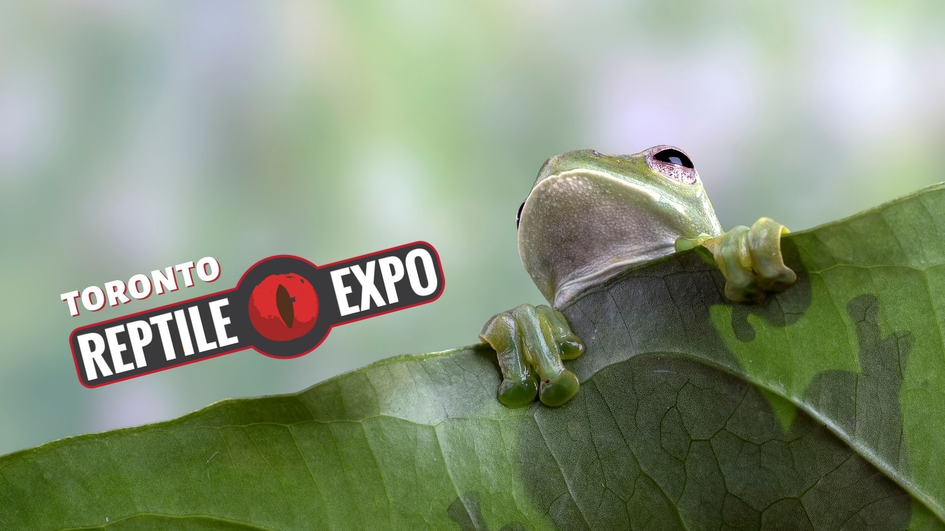 Toronto Reptile Expo